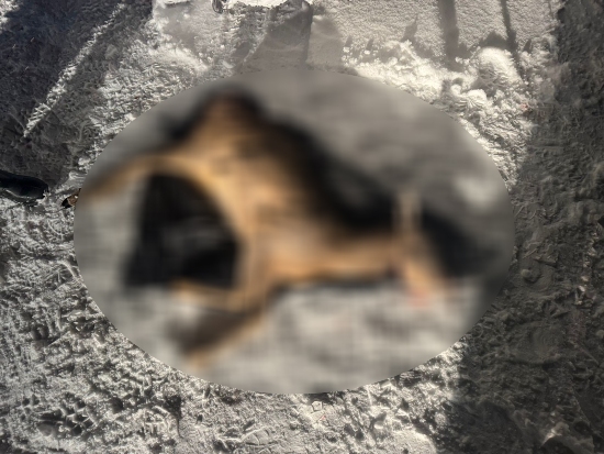 �� ����������� ������������� ������� ���� ����������� ���������