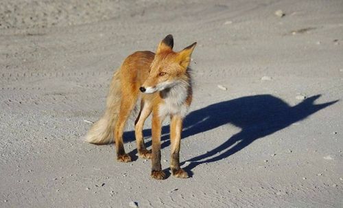 � ������� ����������� ������� ����� � ������ 