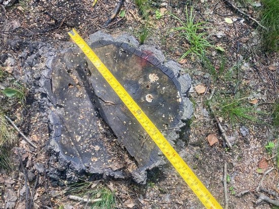 �� ����������� ���������� �������� �������� �����, �� �������� ��������� ������� ��� �� ����� 13 �������� �������