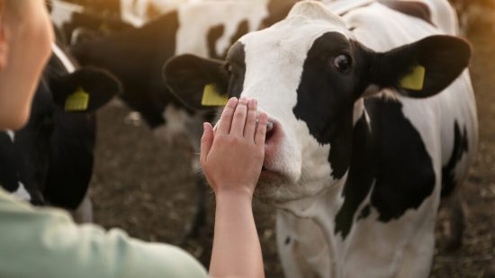 ������������ � ����������� ������������� �����������