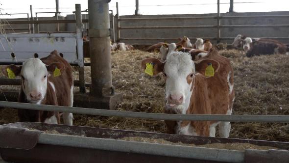 �� ����������� ������� ������� ��� ����������� ����������� ���������� ������� �� ���������� �������� ������������